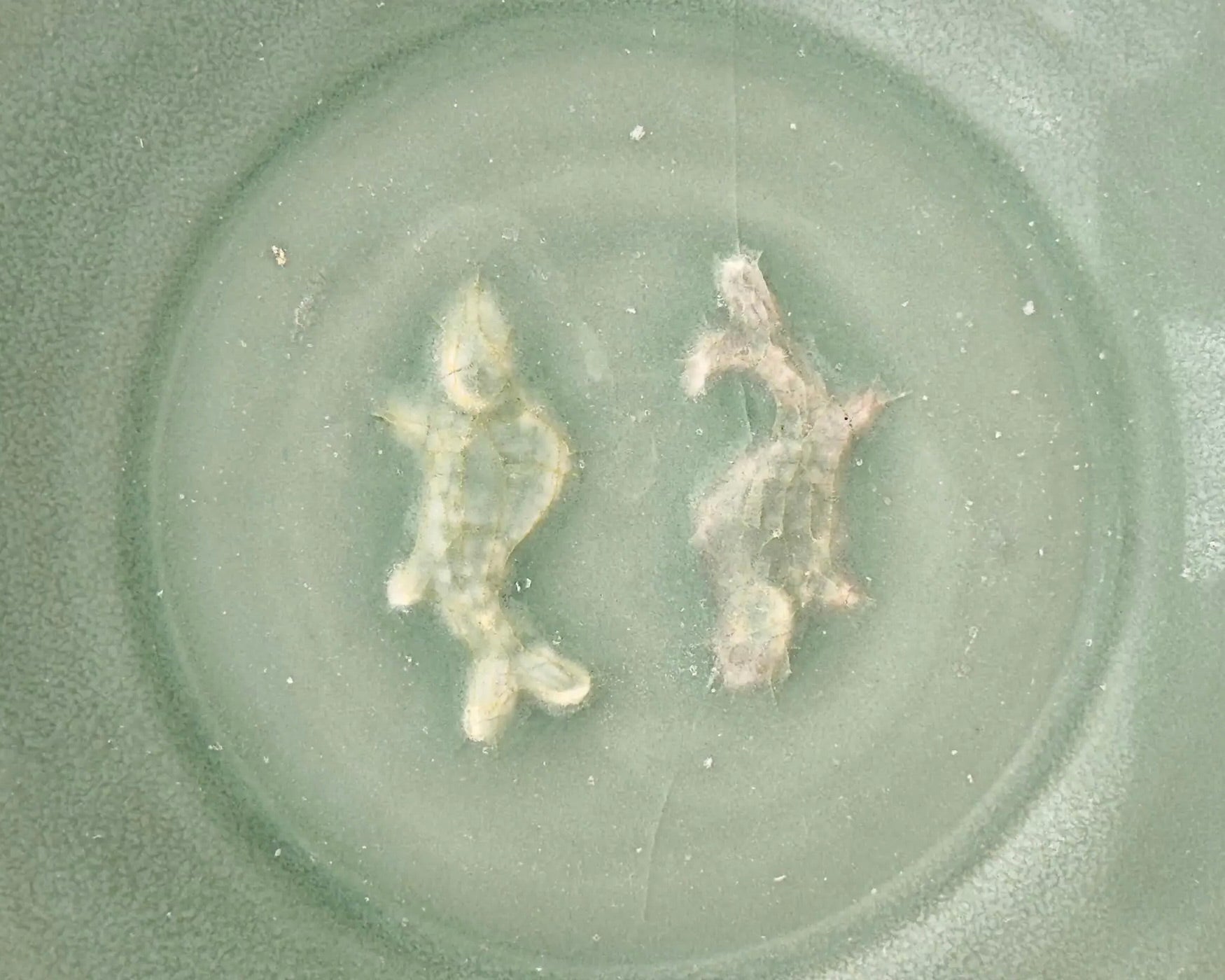 Plato de Celadón Longquan con “Peces Gemelos” | Cerámica Song-Yuan