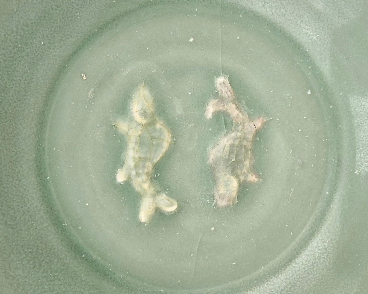 Plato de Celadón Longquan con “Peces Gemelos” | Cerámica Song-Yuan